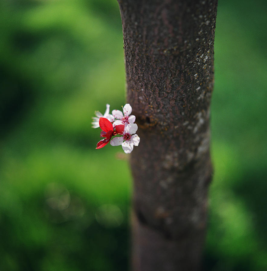 Plum Blossom On Tree Trunk Photograph by Danielle D. Hughson Plum Blossom On Tree Trunk Photograph by Danielle D. Hughson