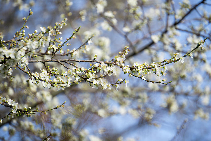 Plum Blossoms - 19 4907 by Tari Kerss Plum Blossoms - 19 4907 by Tari Kerss