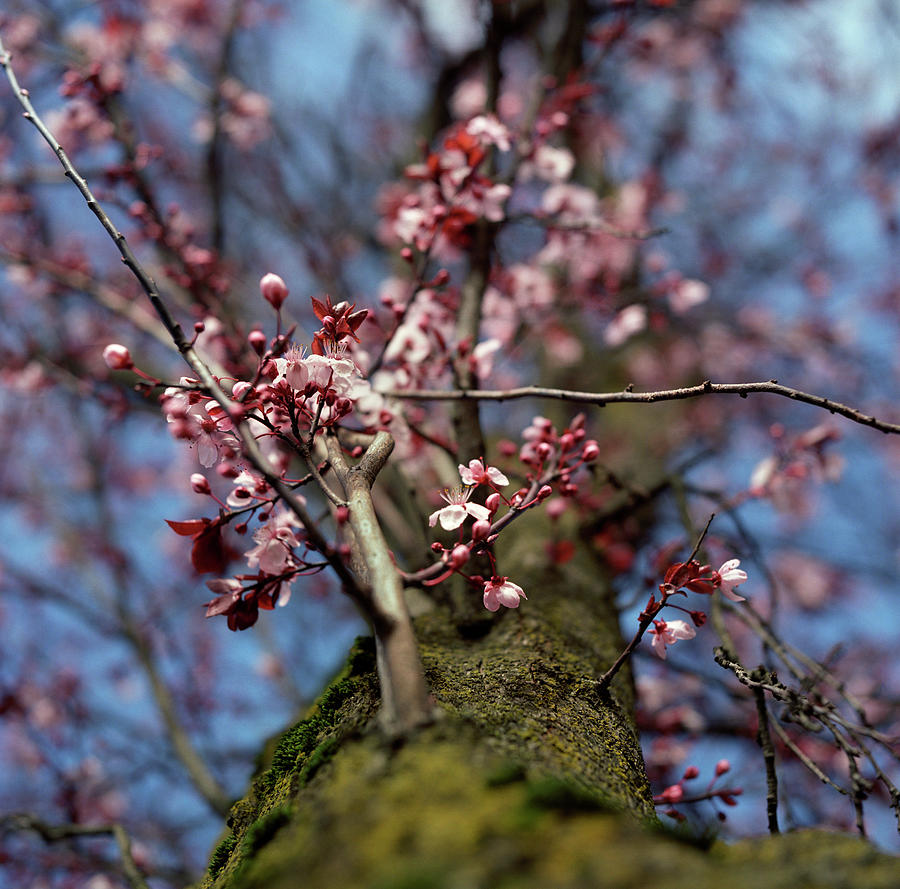 Plum Blossoms And Blue Sky Photograph by Danielle D. Hughson