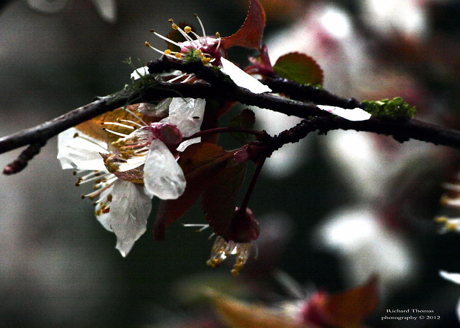 Plum Blossoms and Rain Photograph by Richard Thomas