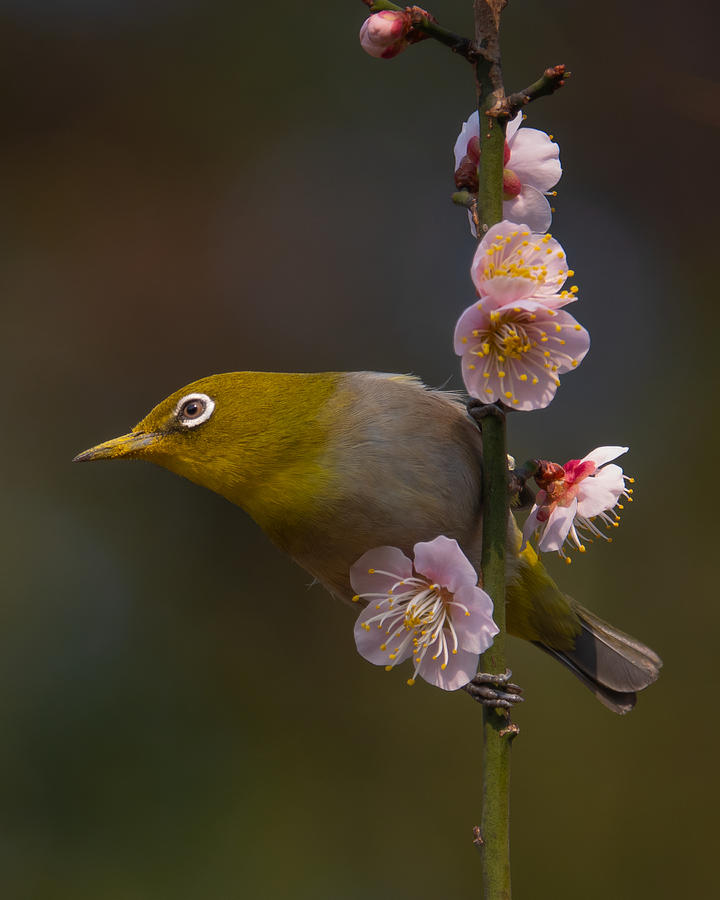 Japanese Photograph - Plum Blossoms And White-eye by Miwa