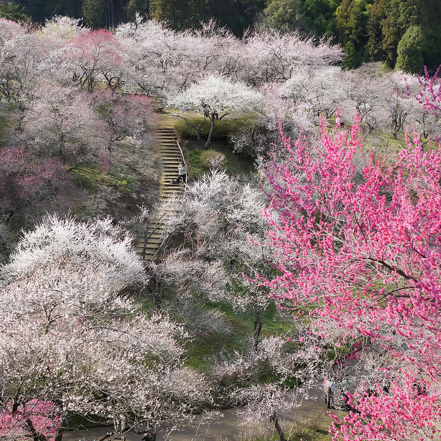 Plum Blossoms Photograph by Kuroaya