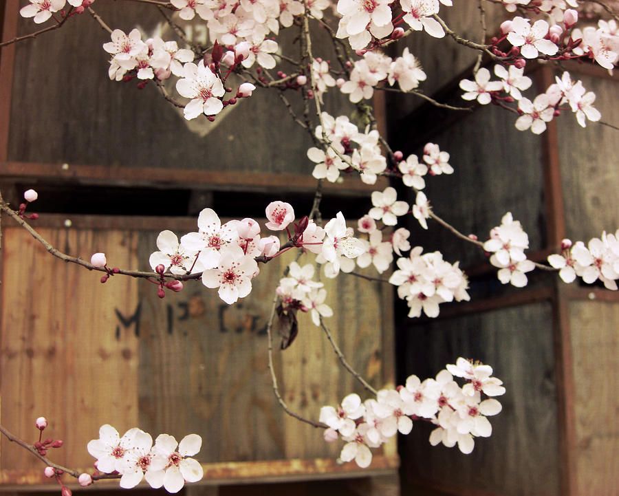 Plum Blossoms and Apple Boxes Photograph by Lupen Grainne