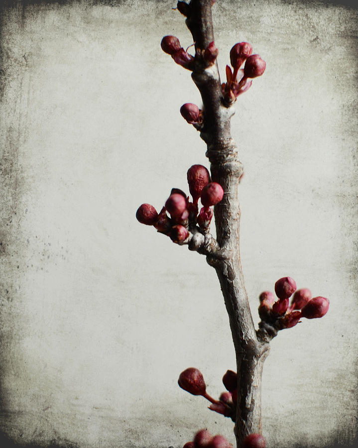 Plum Branch Photograph by Lupen Grainne