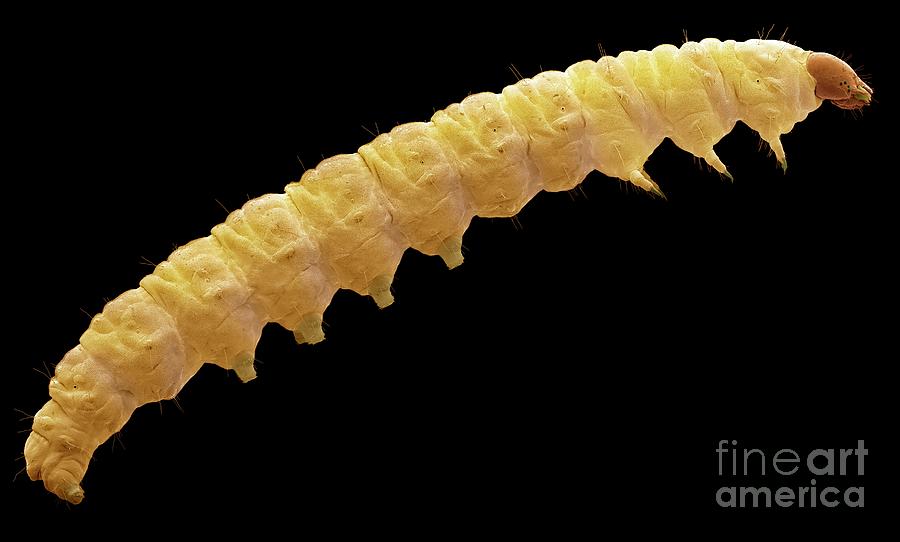Plum Fruit Moth Larva Photograph by Steve Gschmeissner/science Photo Library