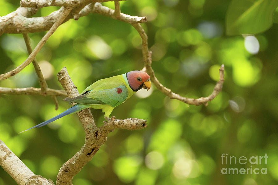 Plum Headed Parakeet Photograph by Dr P. Marazzi/science Photo Library