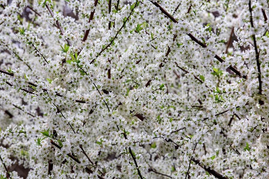 Plum (prunus Sp.) Blossom Photograph by Mauro Fermariello/science Photo Library