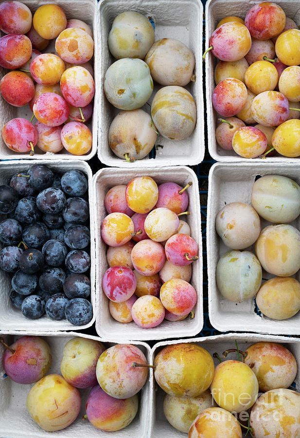 Plum Punnets  Photograph by Tim Gainey