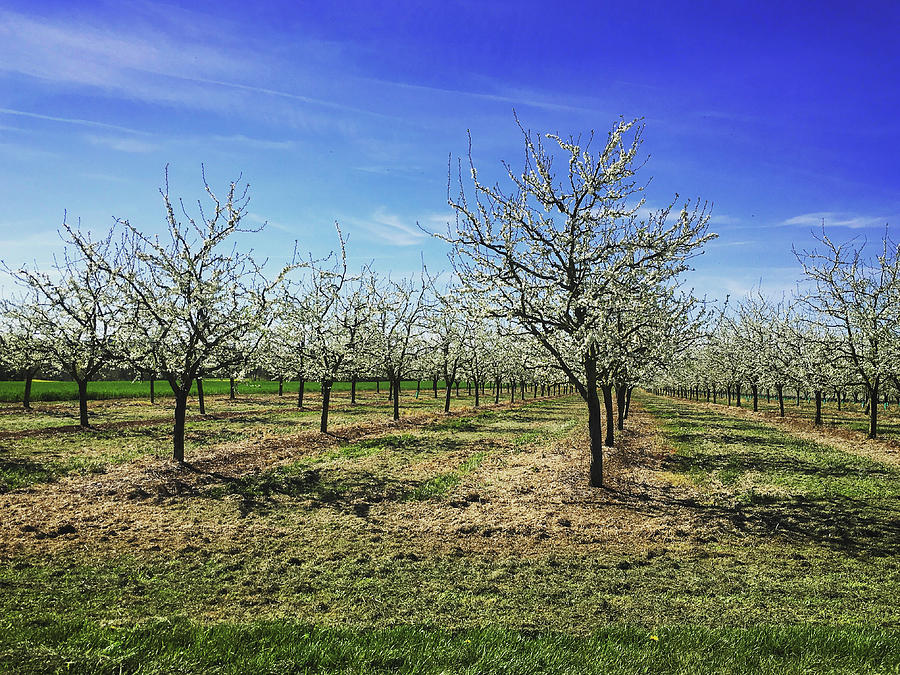 Plum tree orchard blossom. Photograph by Seeables Visual Arts