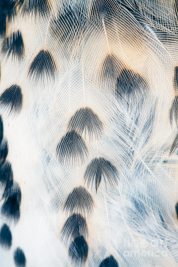Barb Photograph - Plumage Background Of Bird Closeup by Mycteria Barb Photograph - Plumage Background Of Bird Closeup by Mycteria