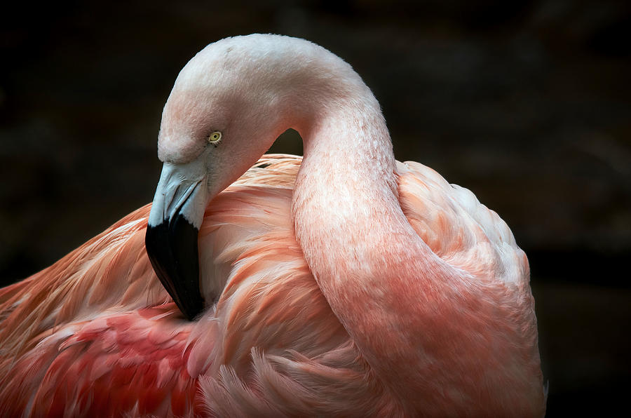 Flamingo Photograph - Plumage Care by Riccardo Mazzoni