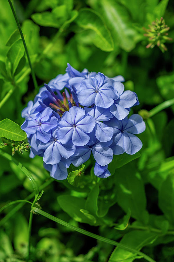 Plumbago Plant Photograph by Lisa S. Engelbrecht - Fine Art America