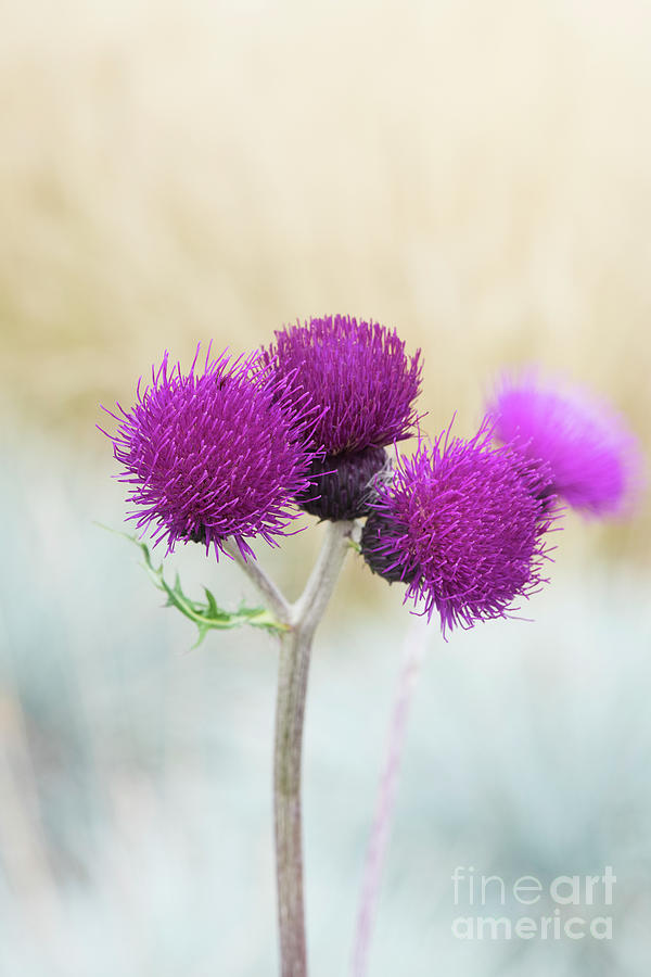 Plume Thistle Flowers Photograph by Tim Gainey