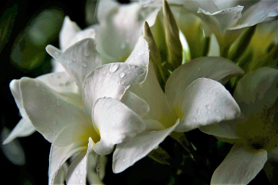 Plumeria After the Rain Photograph by Heidi Fickinger