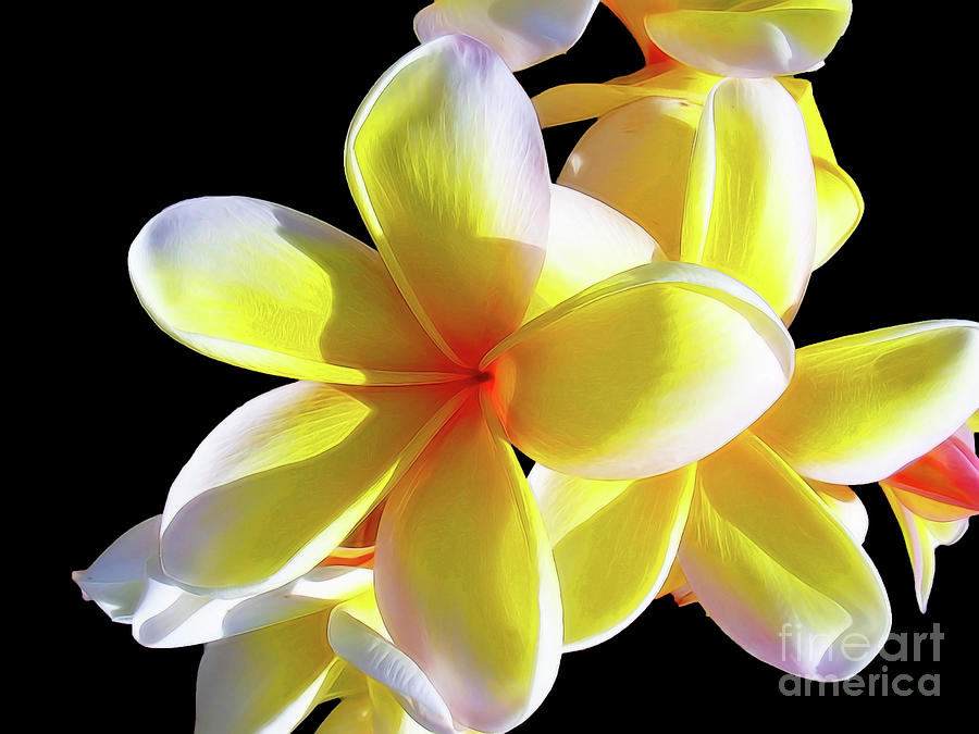 Plumeria Cluster on Black by Patti Whitten Plumeria Cluster on Black by Patti Whitten