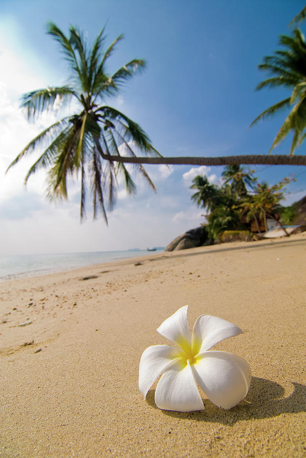 Plumeria Flower On Beach Thailand by Rod Porteous