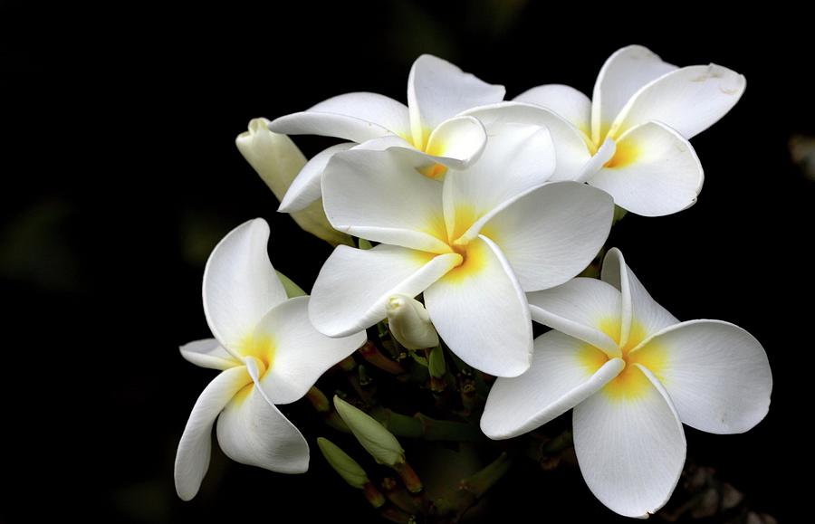 Nature Photograph - Plumeria Flower by Photos By By Deb Alperin