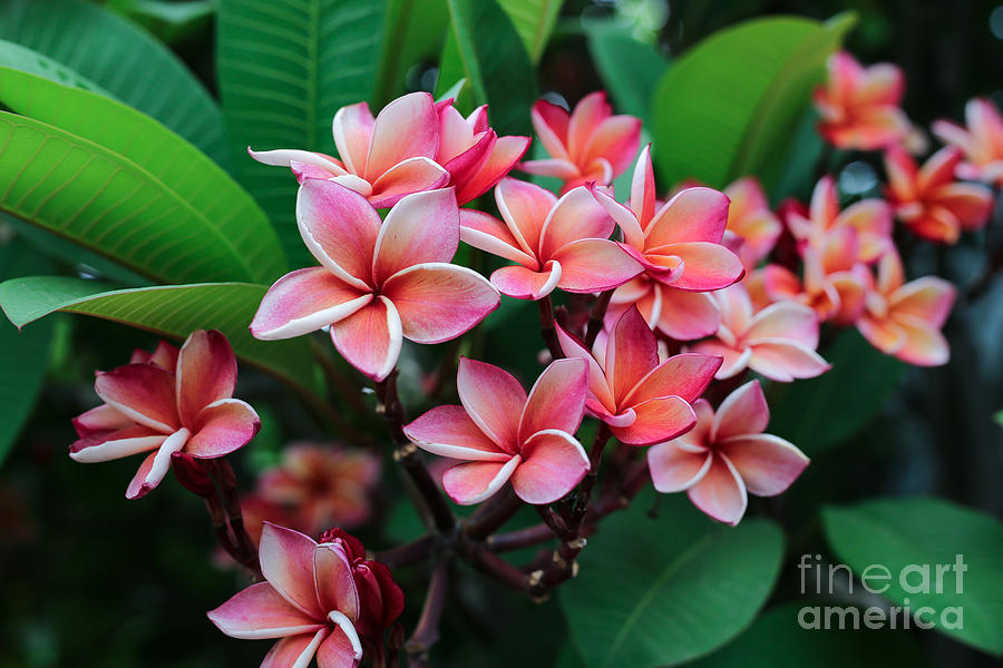 Romance Photograph - Plumeria Spp. Frangipani Flowers by Kiattisakch Romance Photograph - Plumeria Spp. Frangipani Flowers by Kiattisakch