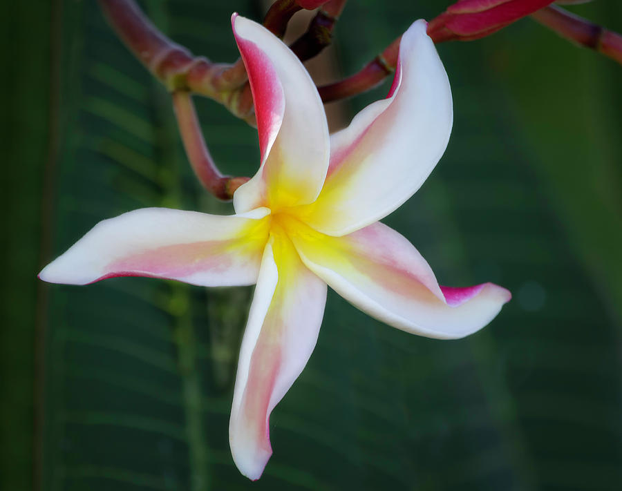 Plumeria Star 1448 Photograph by Karen Celella - Fine Art America