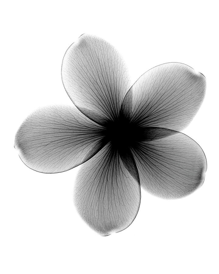 Plumeria X-ray Photograph by Bert Myers