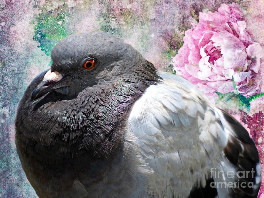 Plump Pigeon by Trudee Hunter Plump Pigeon by Trudee Hunter