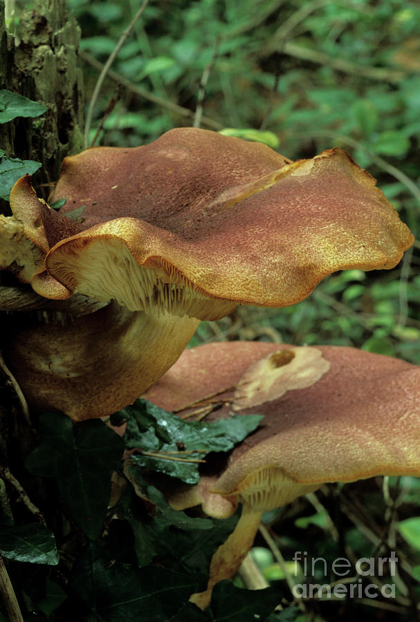 Plums And Custard Mushrooms Photograph by John Wright/science Photo Library