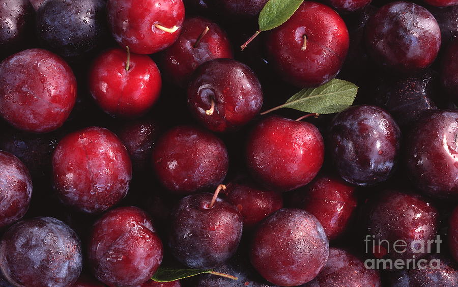 Plums Photograph by Maximilian Stock Ltd/science Photo Library