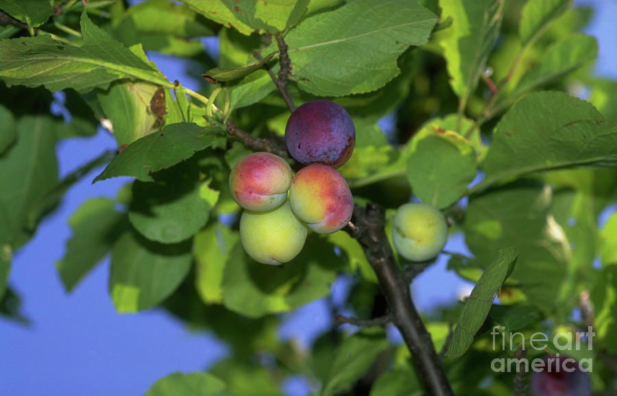 Plums Ripening On Tree Photograph by Dan Sams/science Photo Library