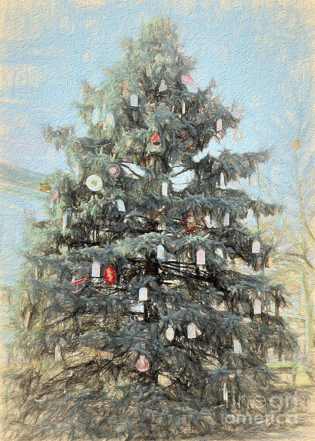 Plymouth Christmas Tree Photograph