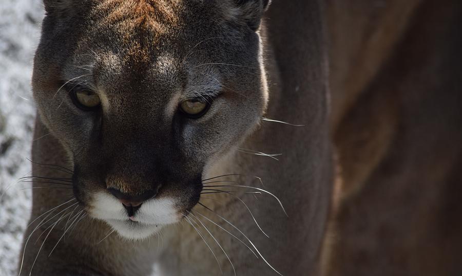 PNW Cougar Photograph by Lkb Art And Photography