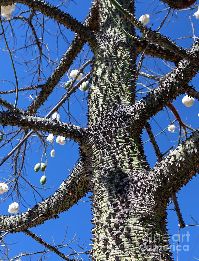 Pochote Tree (pachira Quinata) Photograph by Jim West/science Photo