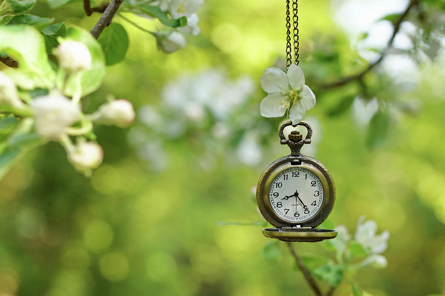 Pocket Watch And Apple Blossom On Apple Tree Photograph by Angelica Linnhoff