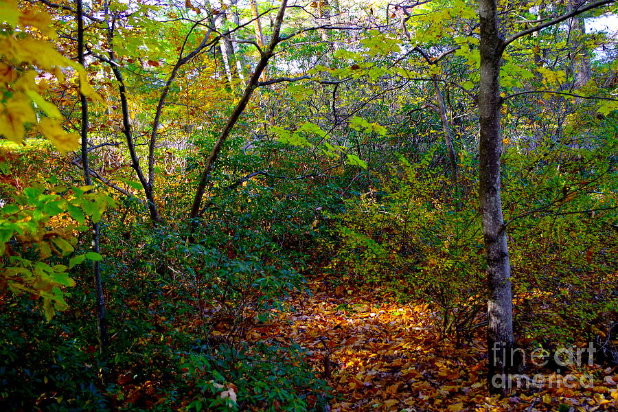 Poconos Forest Autumn View  Photograph by Barbra Telfer