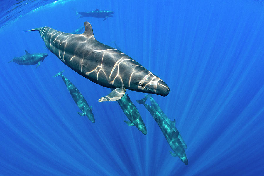 Pod Of False Killer Whales, Indian Ocean, Off Sri Lanka Photograph by