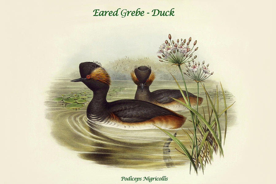 Podiceps Nigricollis - Eared Grebe - Duck Painting by John Gould