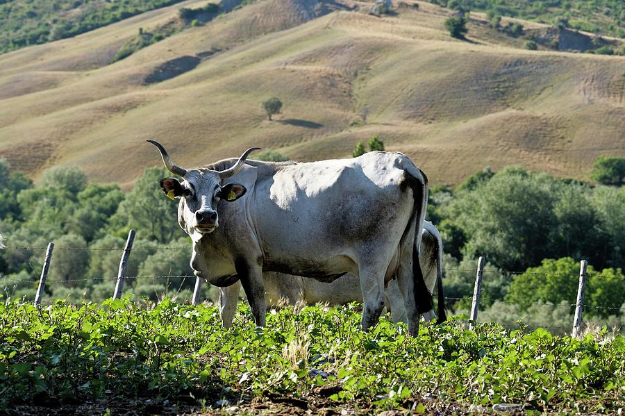 Podolica Cow, Calabria, Italy Digital Art by Dionisio Iemma