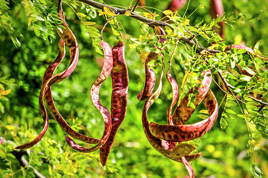 Pods of the Honey Locust Photograph by Frans Blok