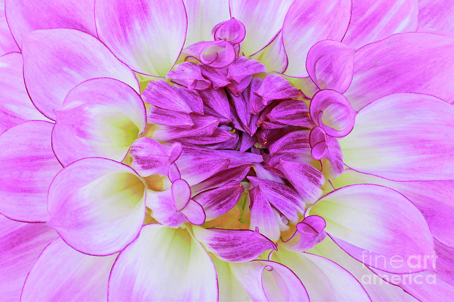 Poetically Pink Dahlia Blossom Photograph