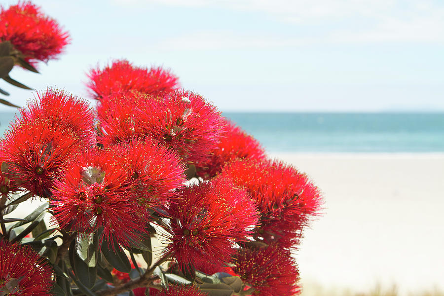 Pohutukawa Flowers Over Beach Photograph by Peterjseager