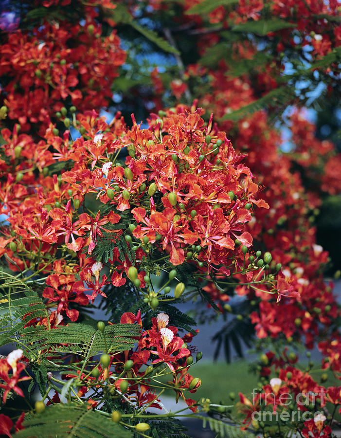 Poinciana Tree In Bloom Photograph by Bettmann