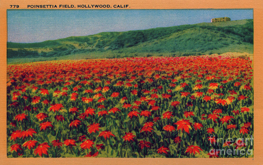 Poinsetta Field Hollywood California Photograph by Sad Hill - Bizarre Los Angeles Archive