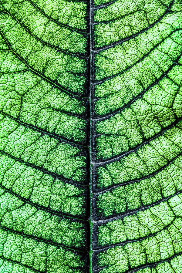 Poinsetta Leaf in Abstract Macro Photograph by Tom Mc Nemar