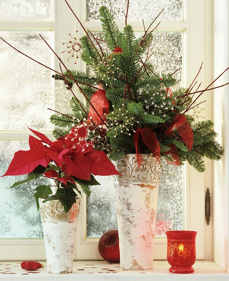 Poinsettia And Arrangement Of Noble Fir At Window Photograph by Friedrich Strauss