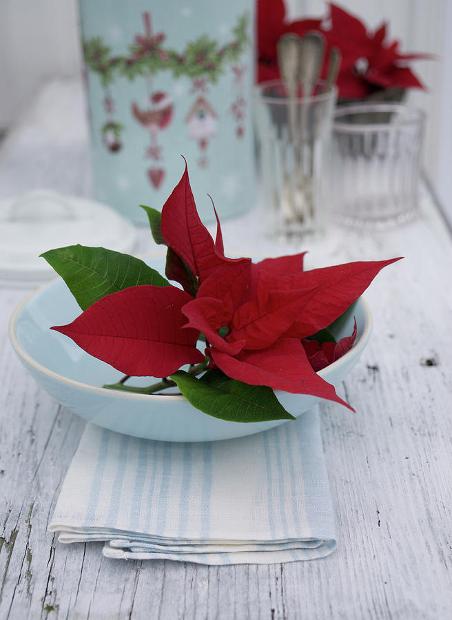 Poinsettia Bracts In White Bowl Photograph by Martina Schindler