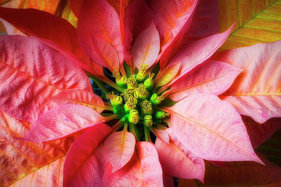 Poinsettia Close Up Photograph by Garry Gay