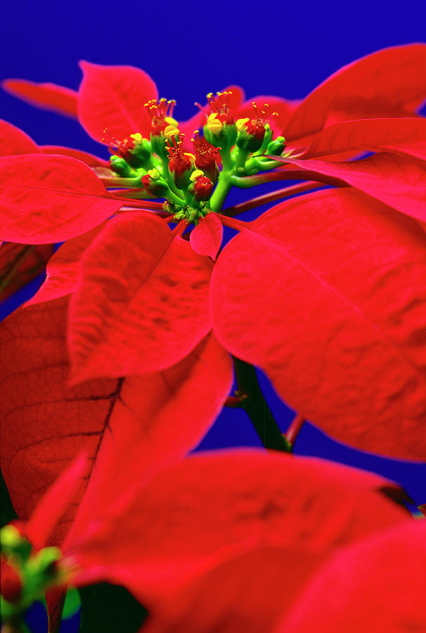 Poinsettia Photograph by David L Moore