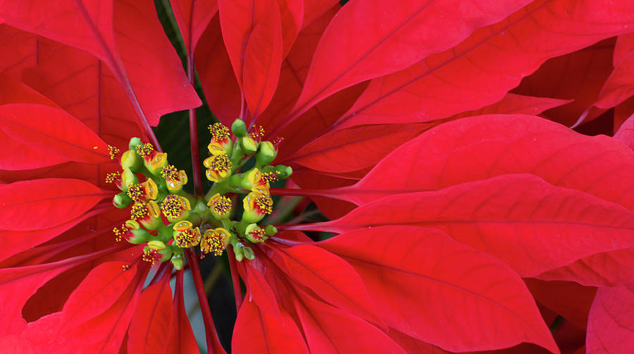 Poinsettia Flower Photograph by Straublund Photography