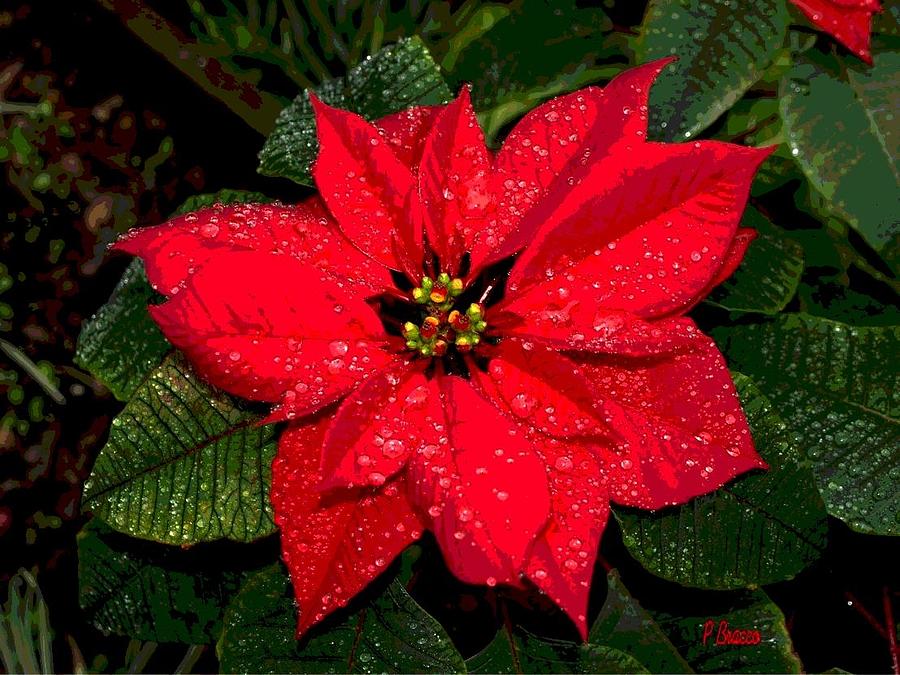 Poinsettia - Frozen In Time from an Artists View by Philip Bracco Poinsettia - Frozen In Time from an Artists View by Philip Bracco