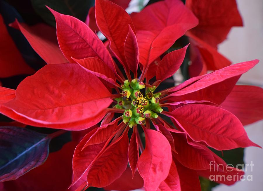 Poinsettia Pomp Photograph by Janet Marie