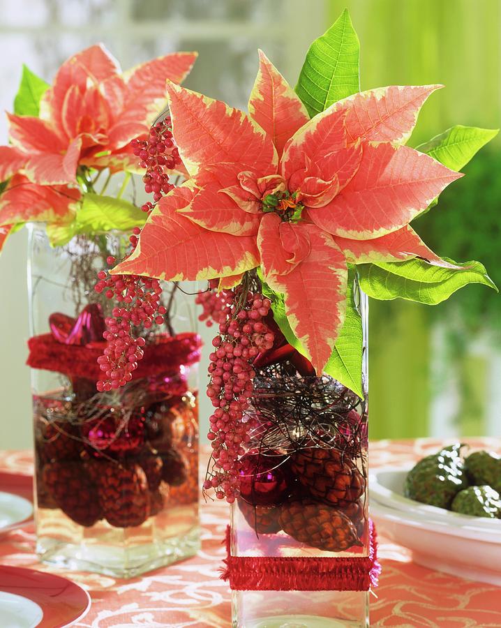 Poinsettias In Glass Vases With Berries And Cones Photograph by Friedrich Strauss